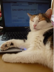 Weltkatzentag mit Büro-Katze